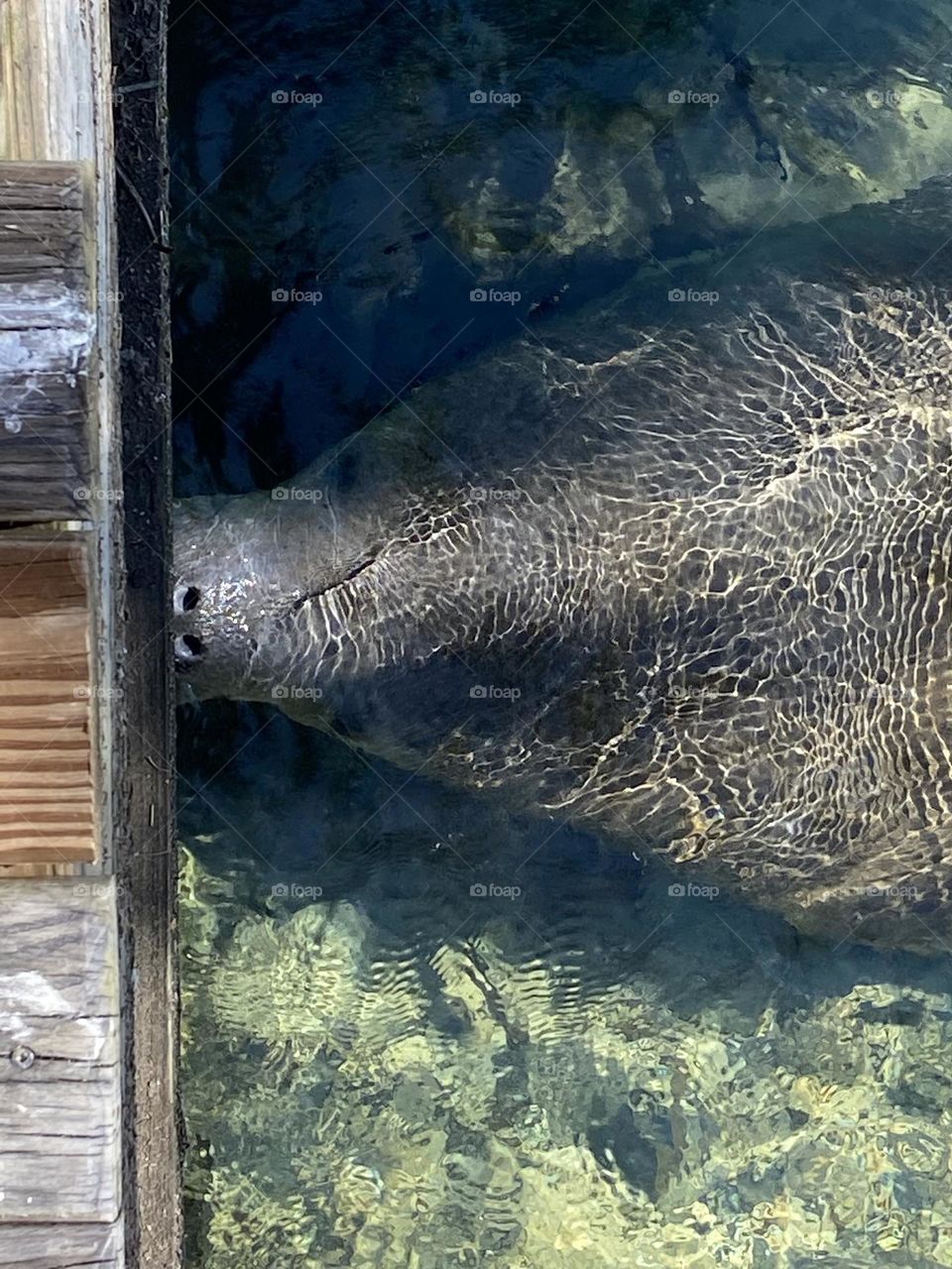 Nose to nose with a manatee