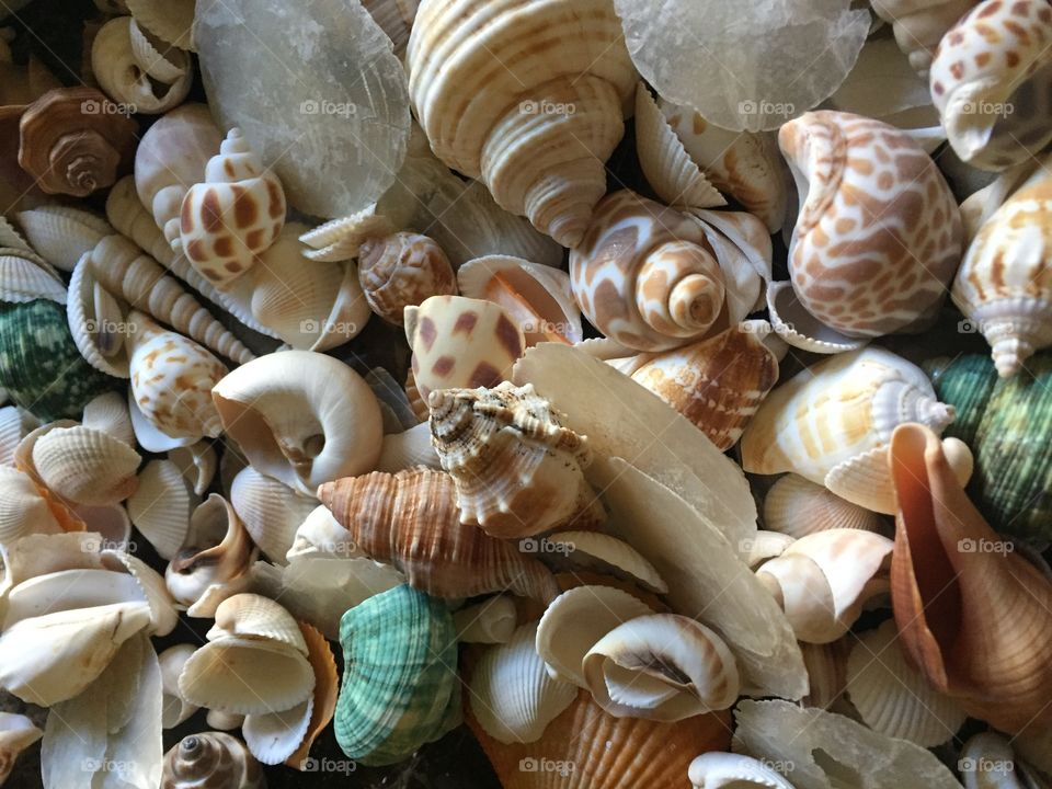 Seashells