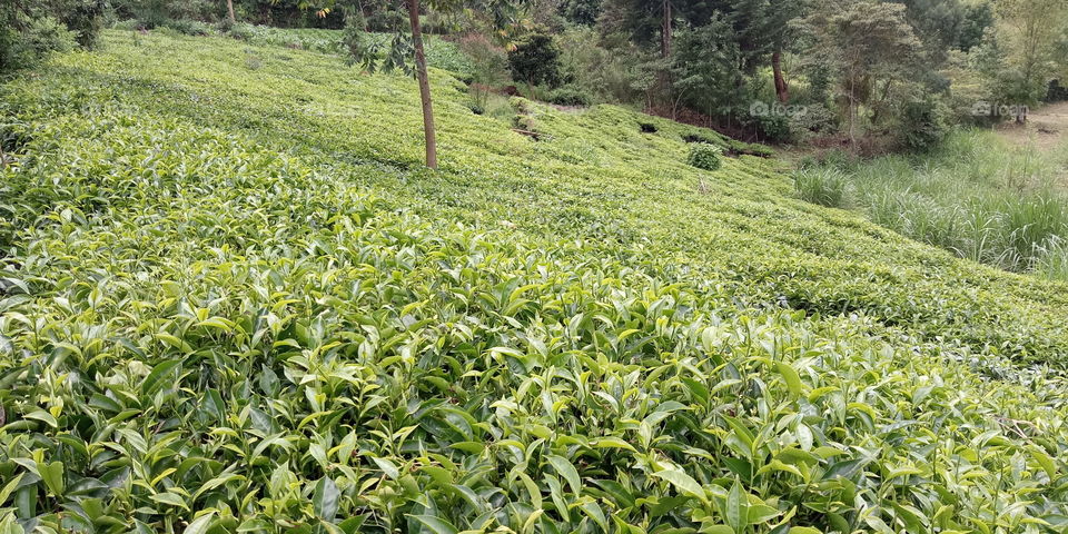 Cash crop in slopes of Mount kenya