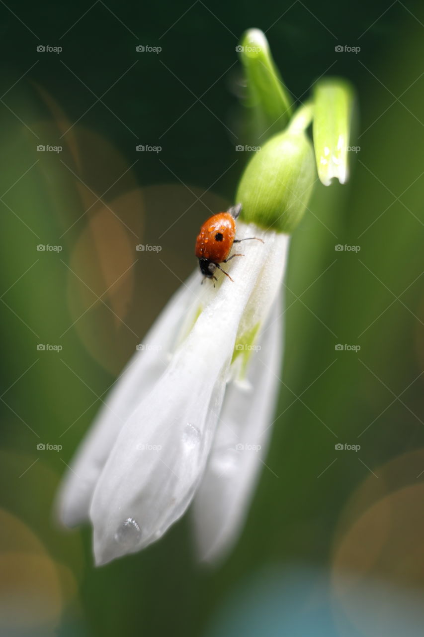 Snowdrop and ladybug 