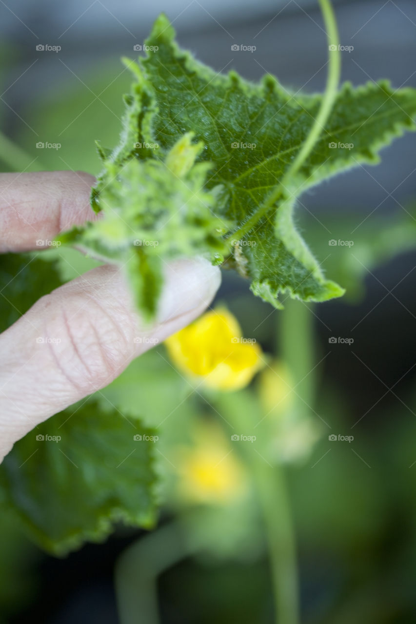Holding cucumber plant