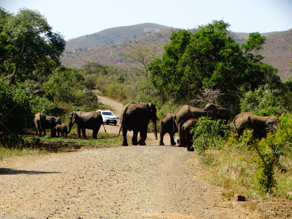 In South Africa ... This is what we call a Wildlife Road Block.