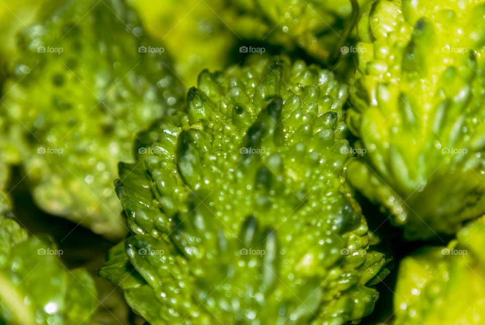 beautiful macro shot 