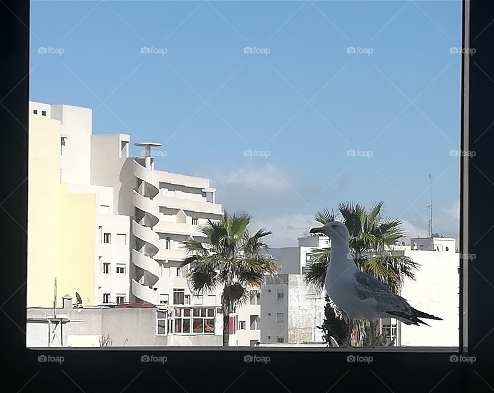 windows beautiful view