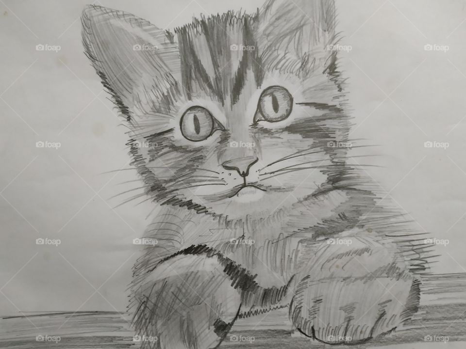 cat, art