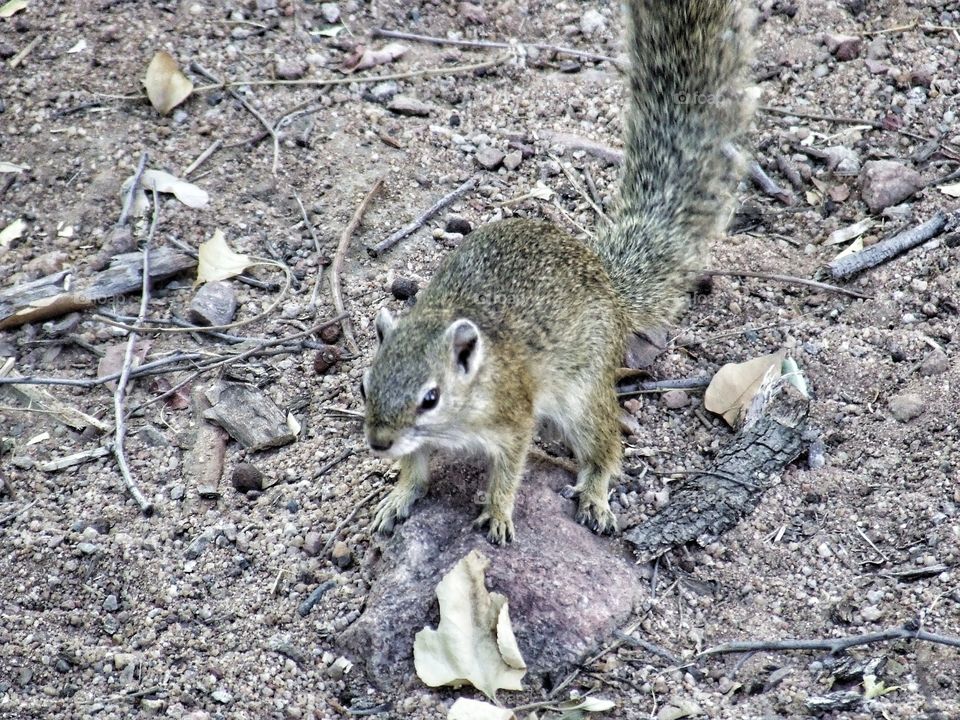 Cute squirrel on a rock