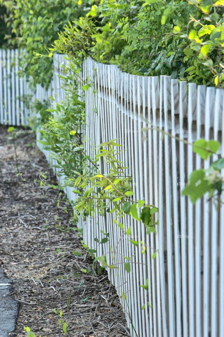 fence with plants