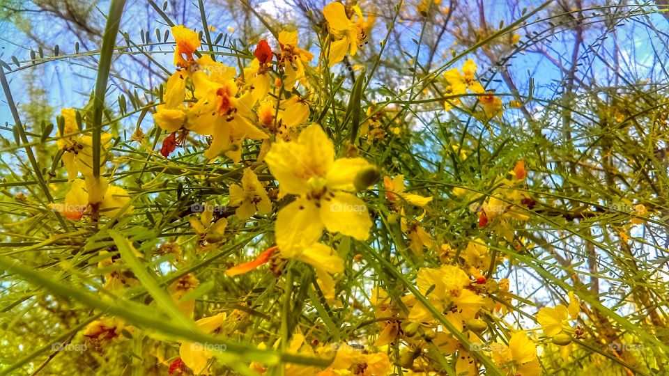 Retama, Jerusalem Thorn, Horse Bean, Mexican Paloverde, Paloverde