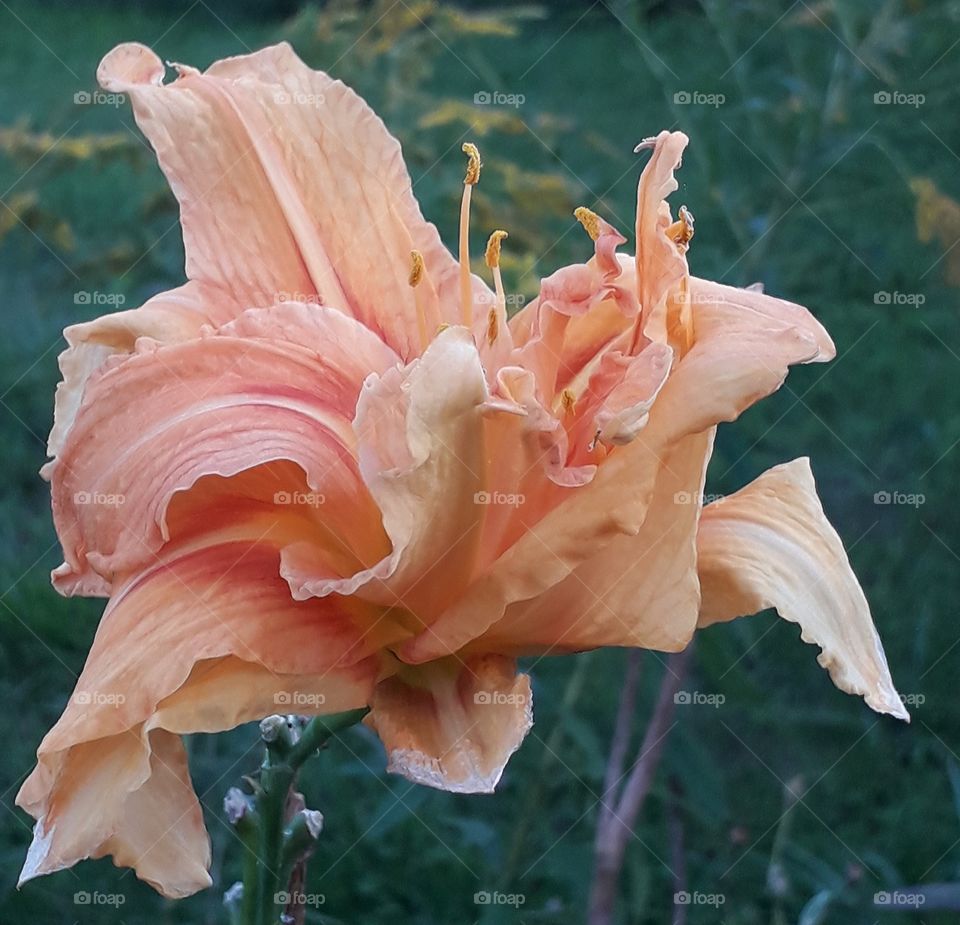 last peach coloured one day lilly