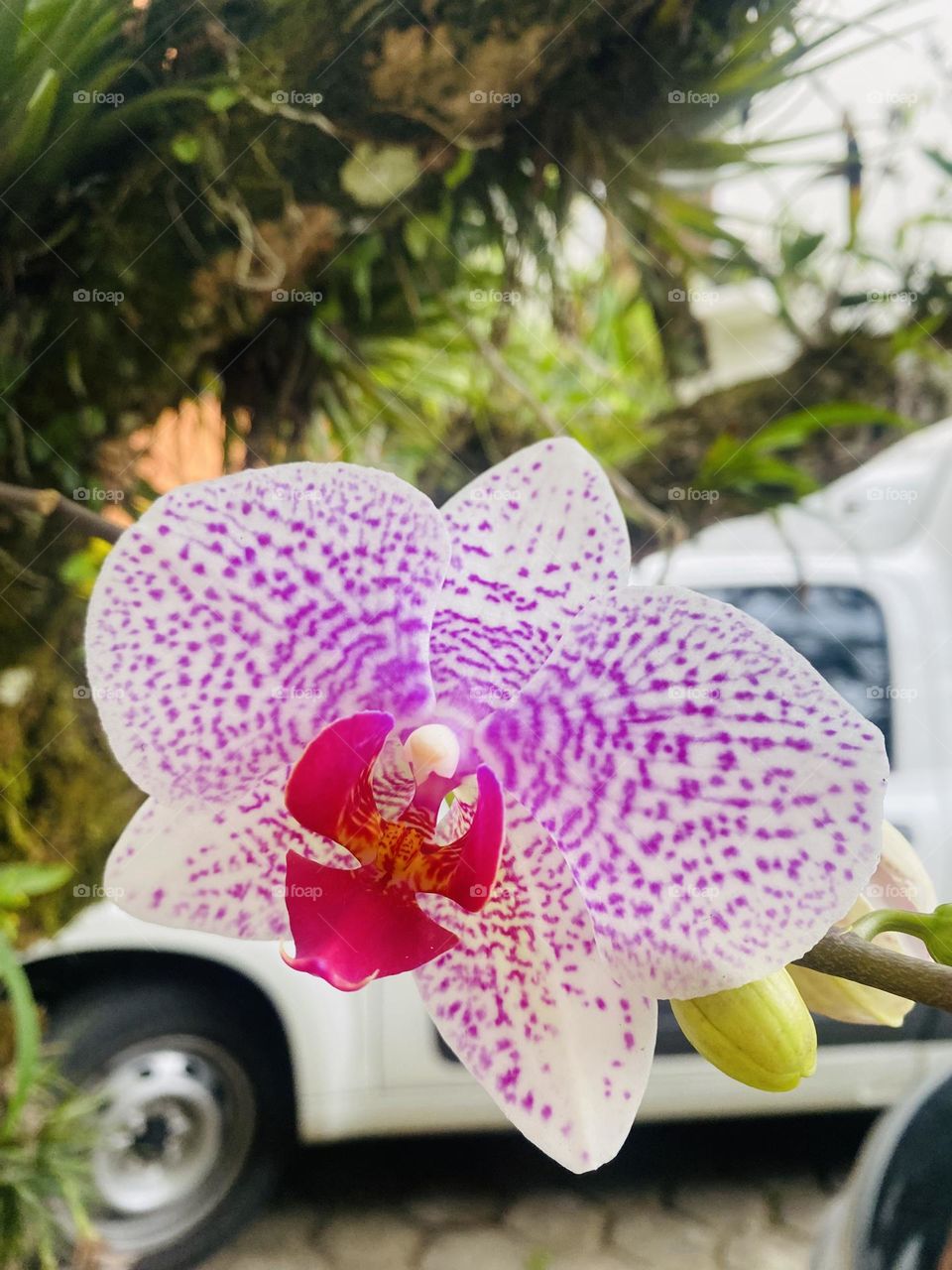 Orquídea 