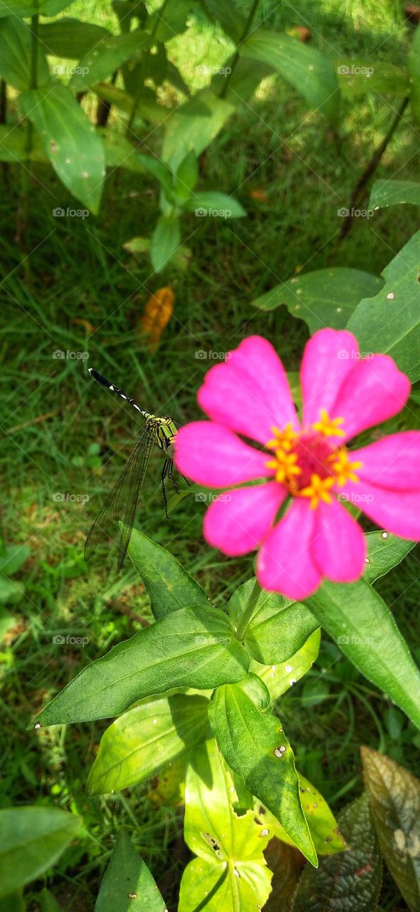 Behind a beautiful flower there is a dragonfly