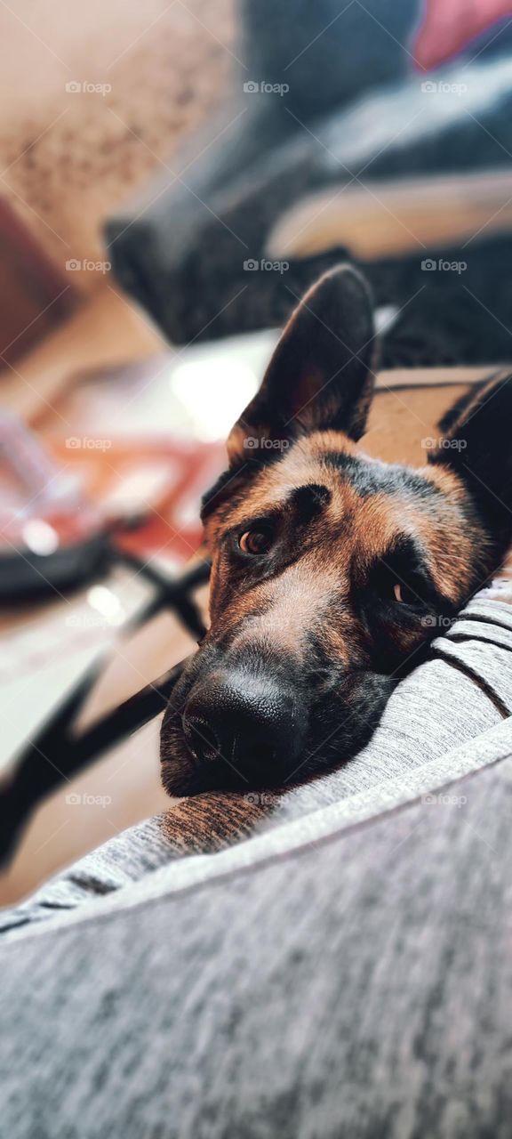 Congo🐺 Germán sherped