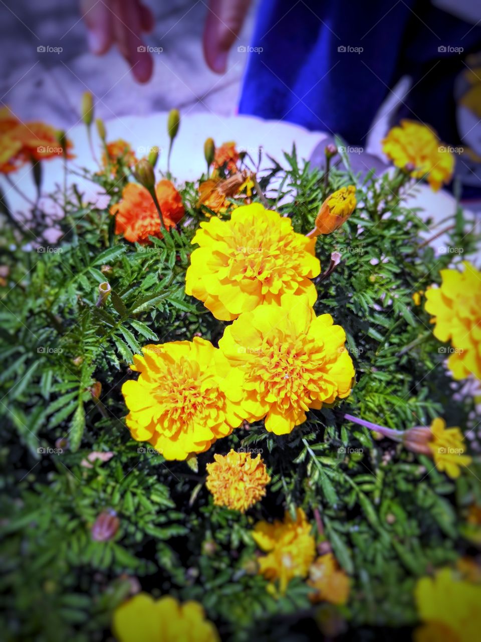Bright yellow flowers