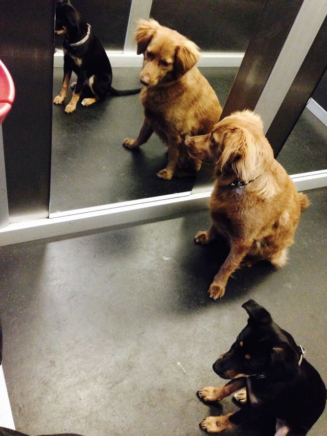 Patiently waiting for the elevator to hit the ground floor. Freedom awaits around the corner. No leashes, no restraints, just outdoor fun.
