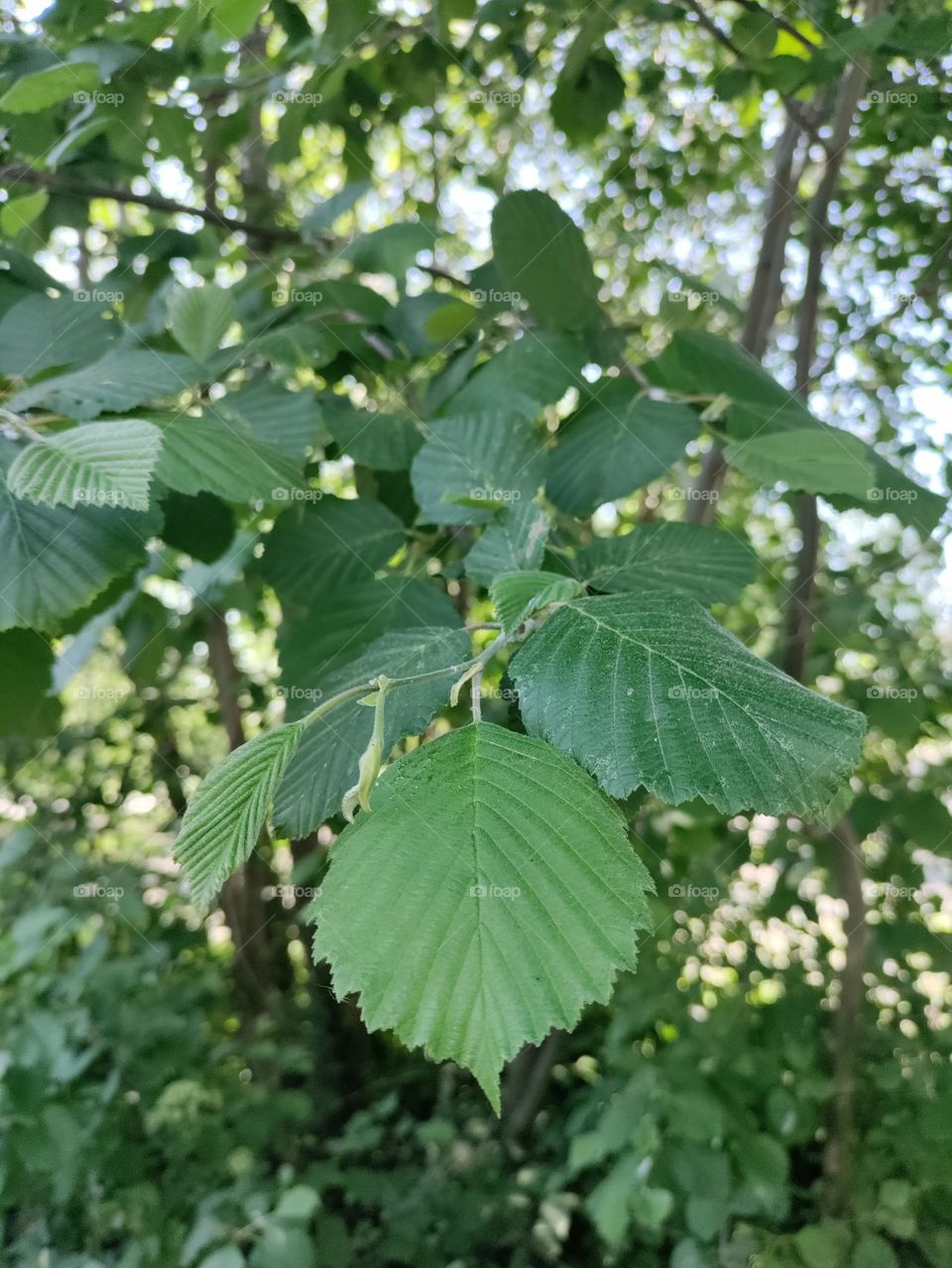 alder