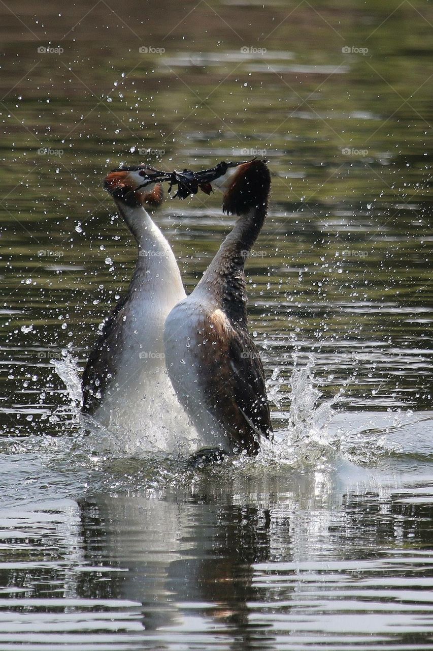 Grebes having a show
