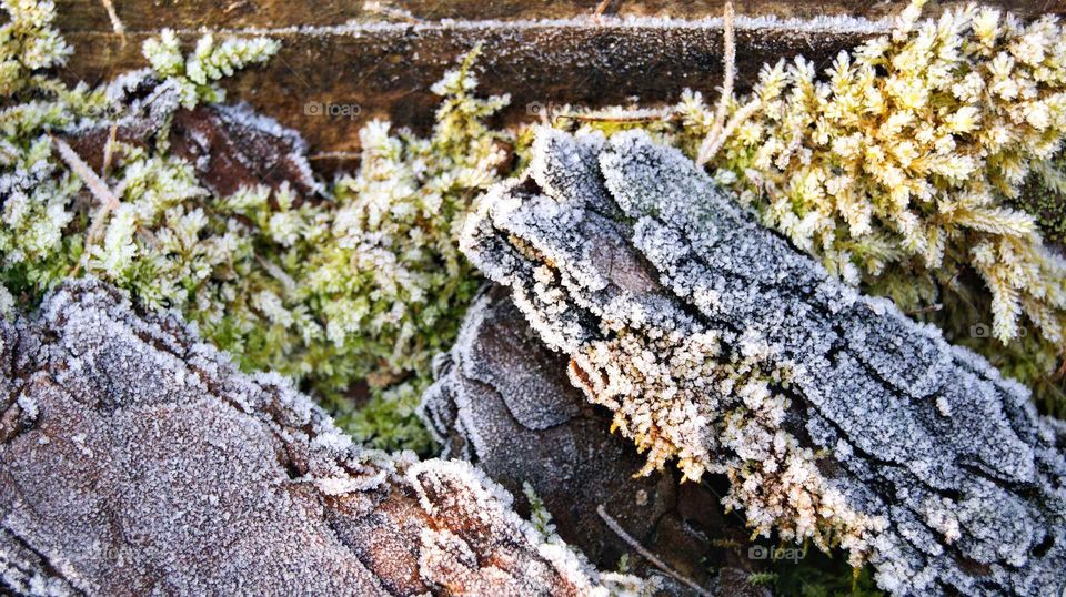 autumn the frost has shrouded in a veil of moss