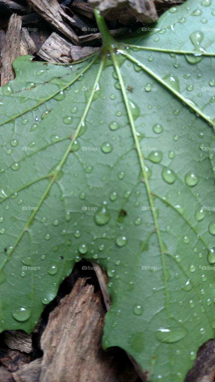 rain drops