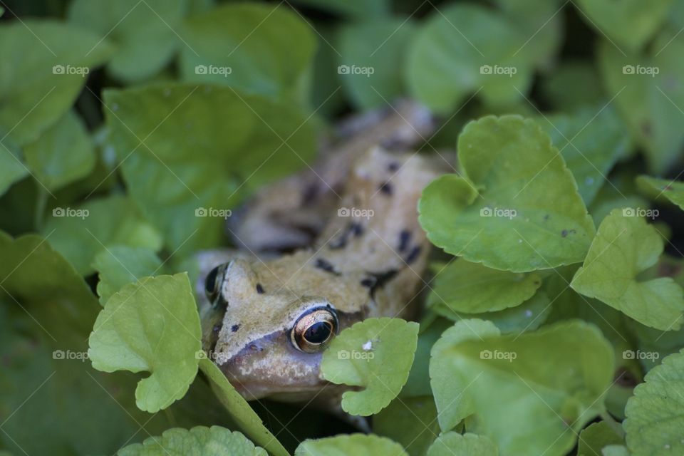 Frog or toad