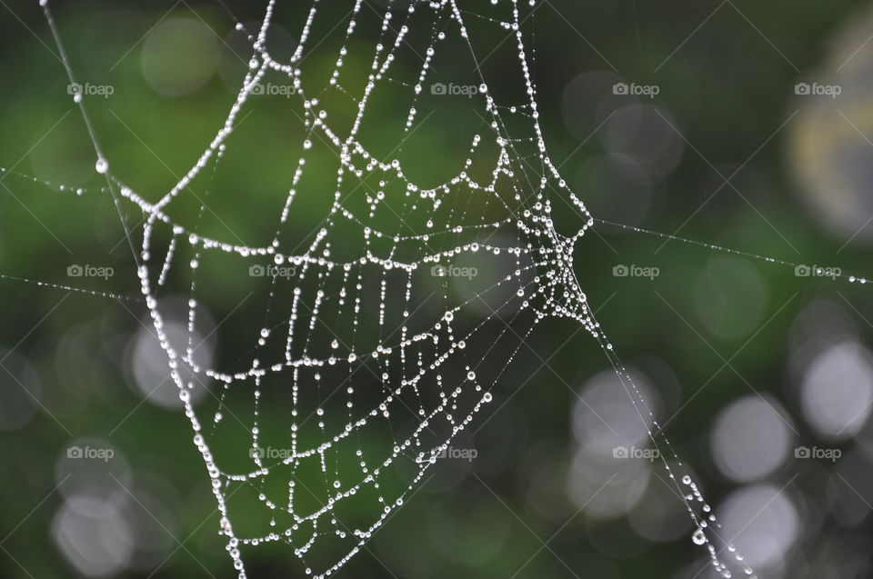 Rain drops on a spiders web
