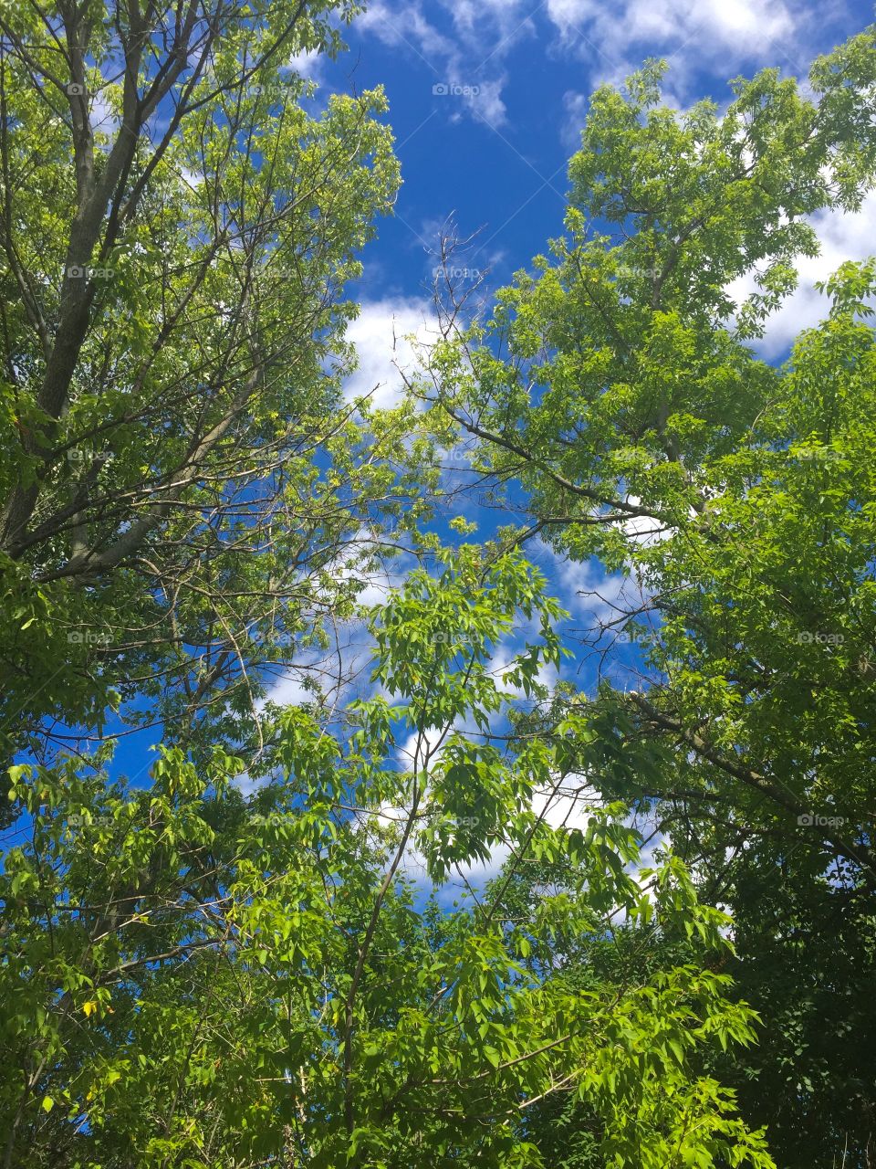 Nature, Tree, Leaf, Wood, Fair Weather