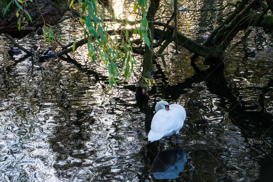 Scenic swan standing in water