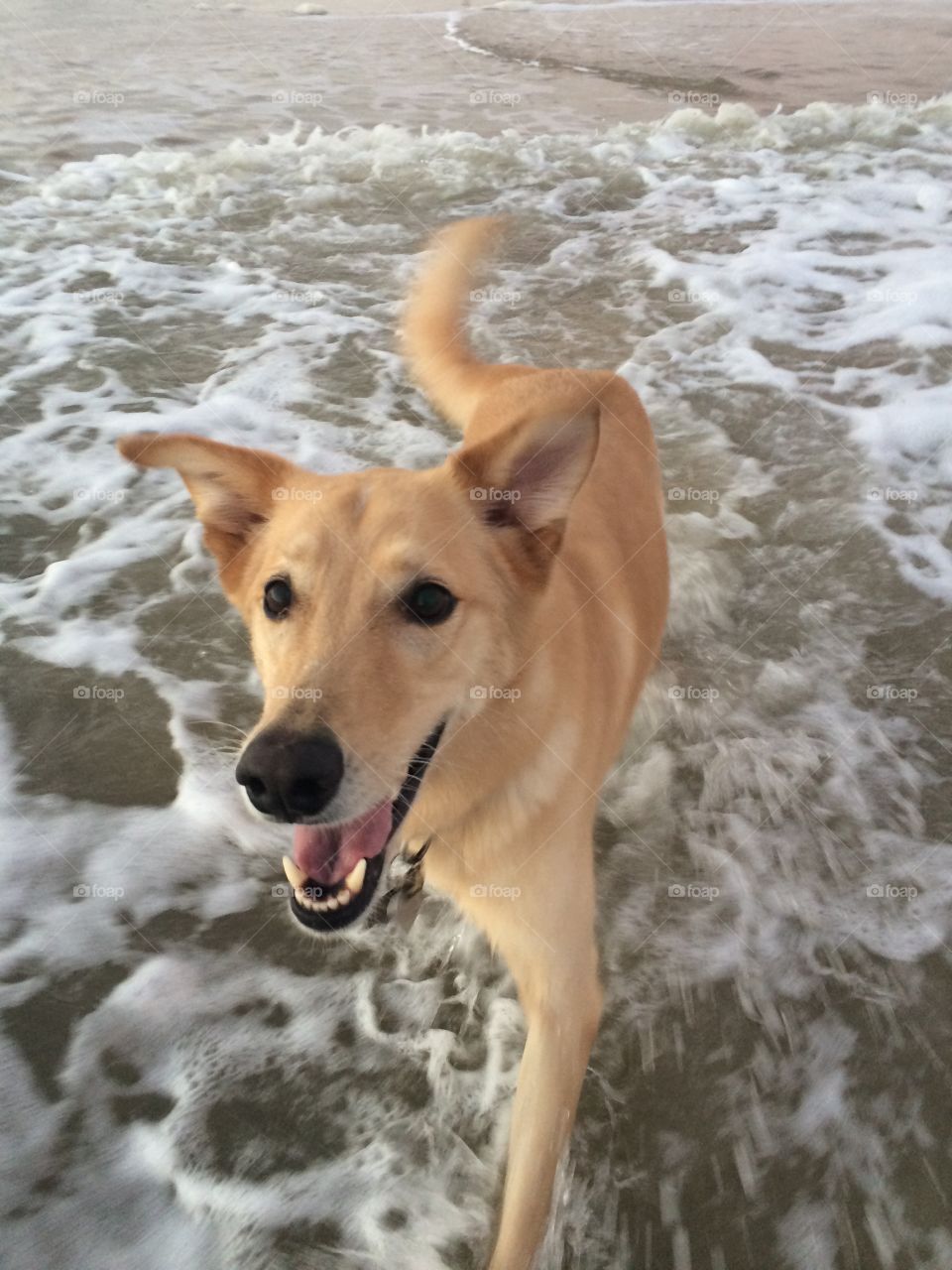 My rescue dog. Yellow Labrador / German Shepard mix. Loves the water and spending time outdoors. 