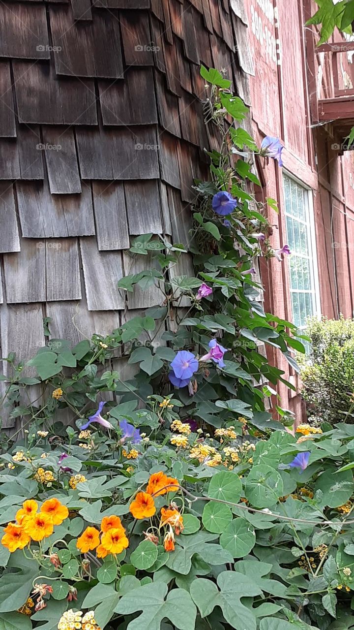 Ivy plant and flowers on barn wall