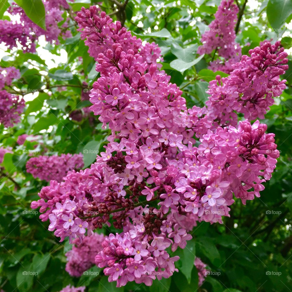 Spring.Lilac