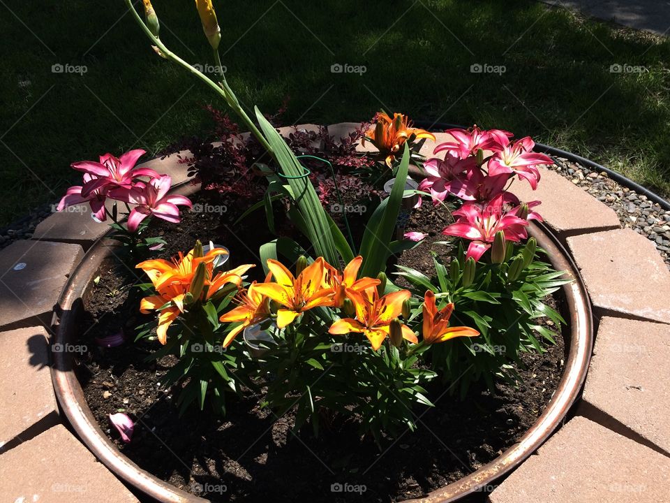 Asiatic lilies