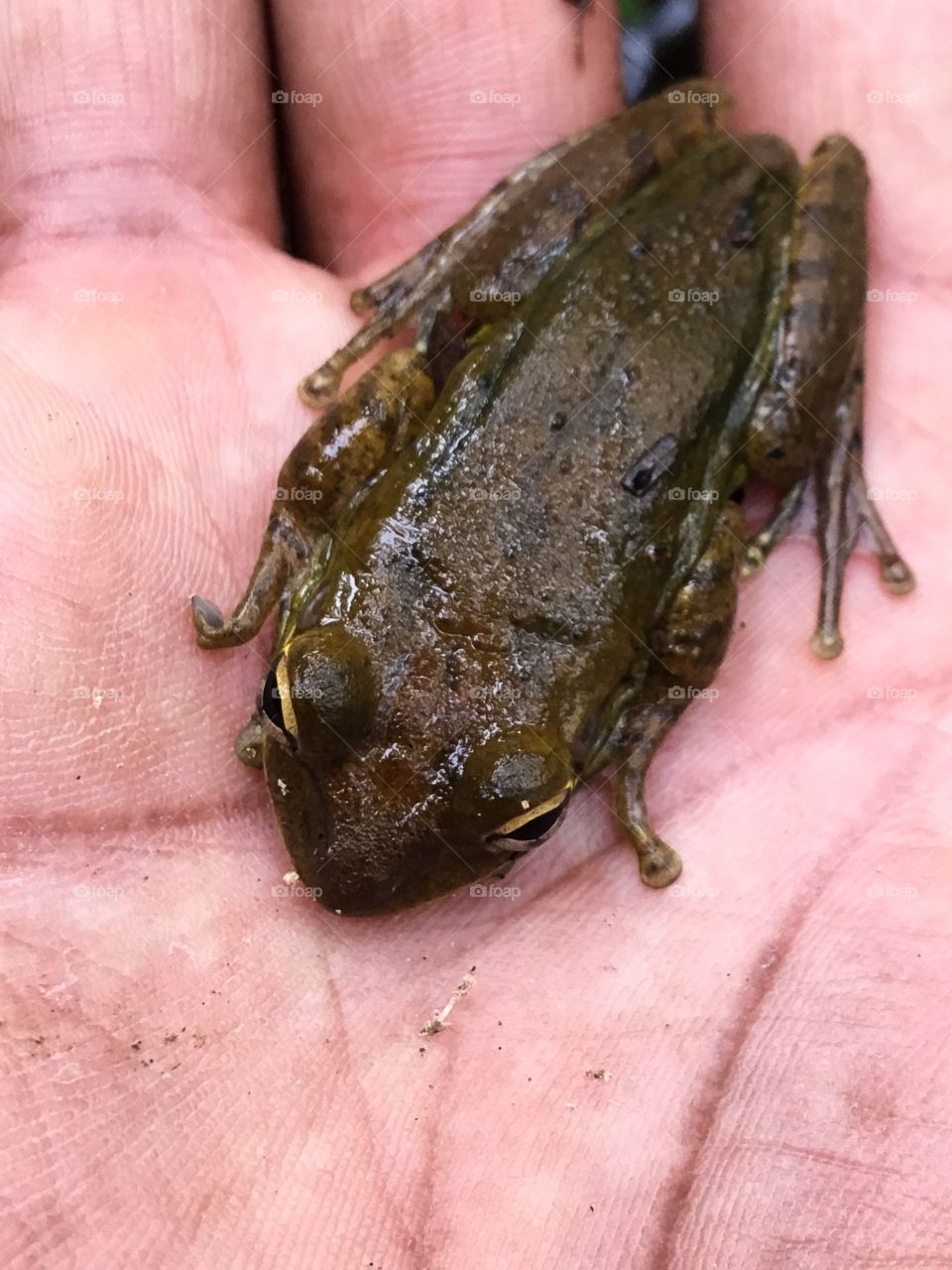 Please don’t lick the frogs. Found in a South Florida forest.