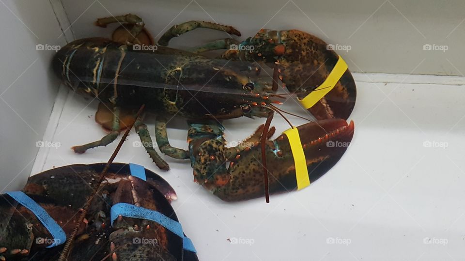 small lobster in a basin