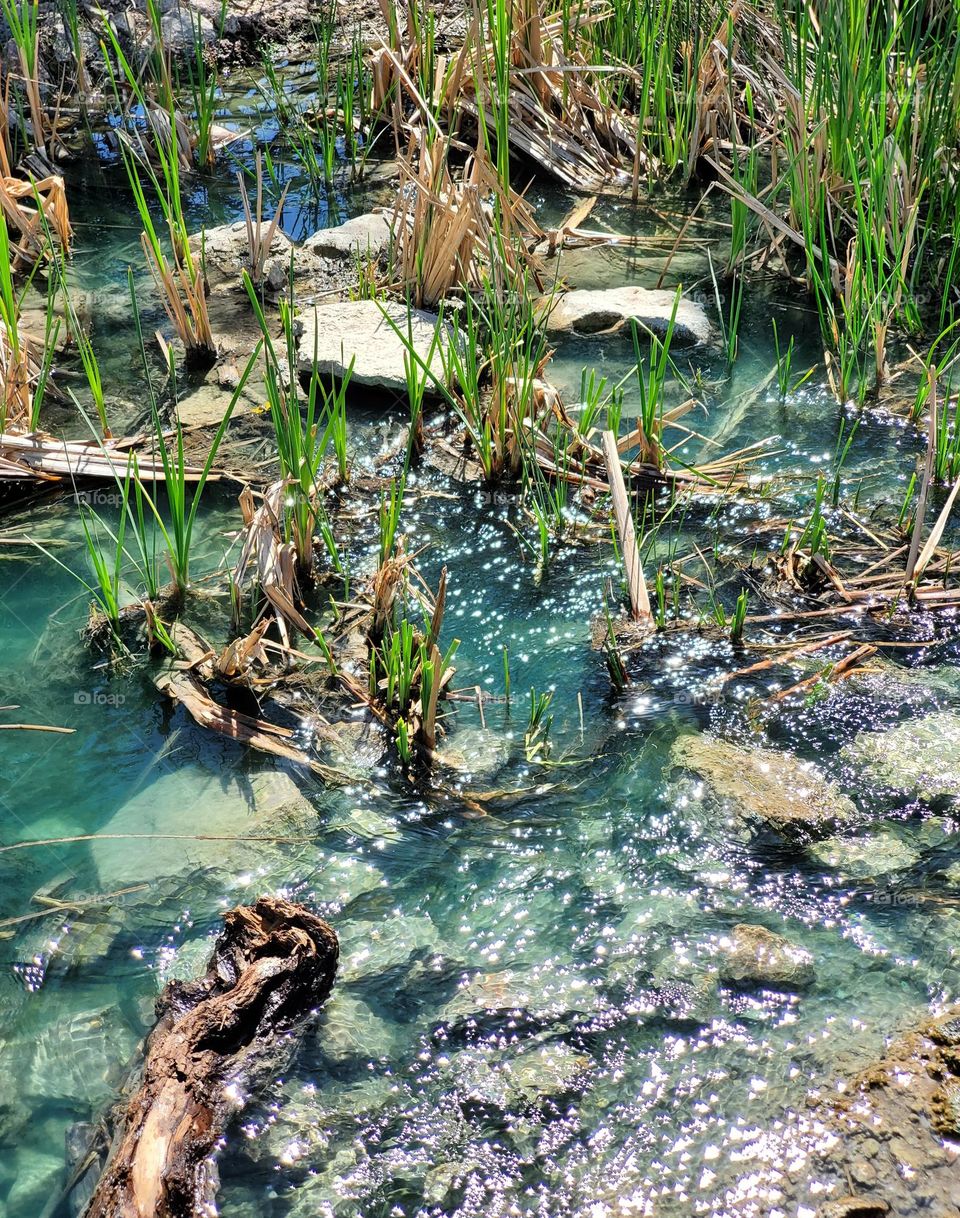 Arizona Creek on a Spring Day