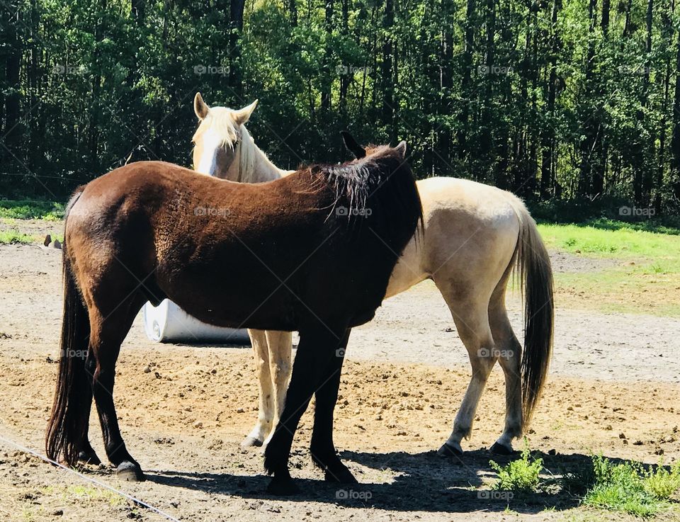 38 telling Wrangler a secret while hanging out in the sunshine.