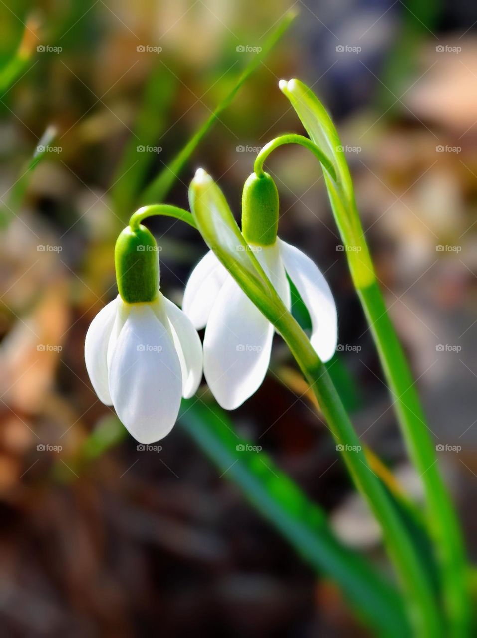 Snowdrops flowers