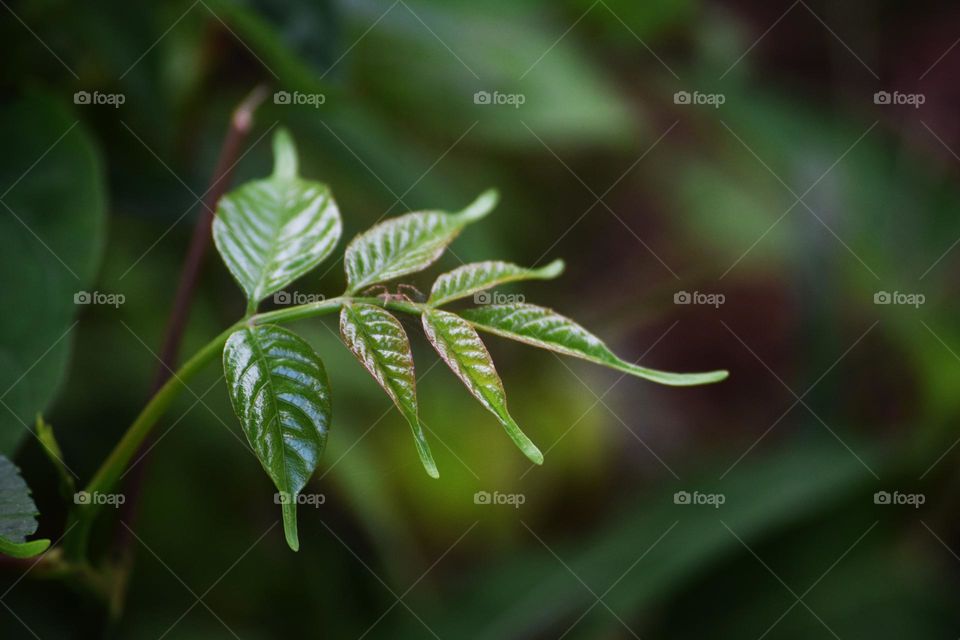fresh green leafs soft image