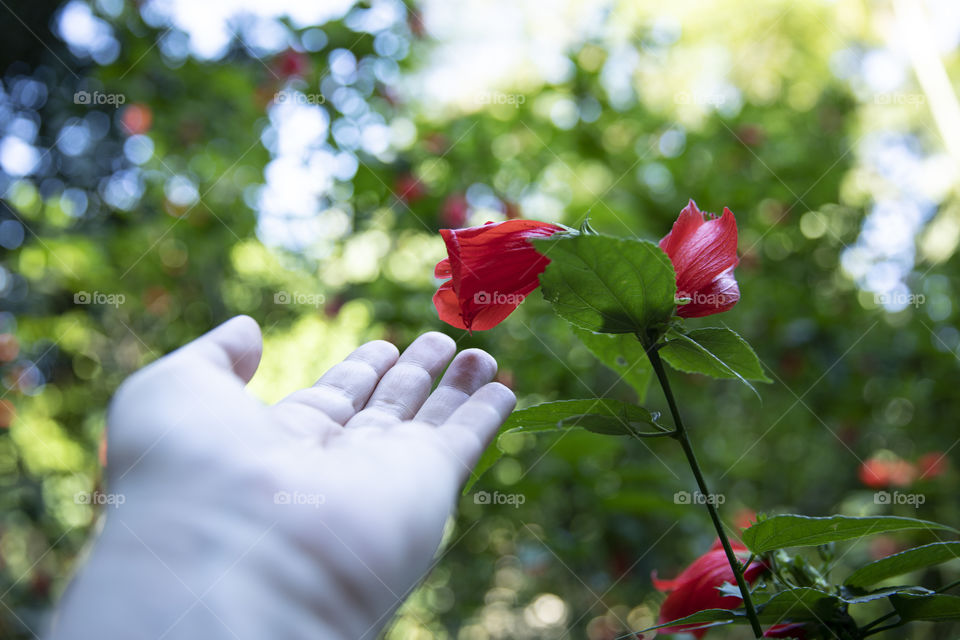 The beautiful the red the flower 