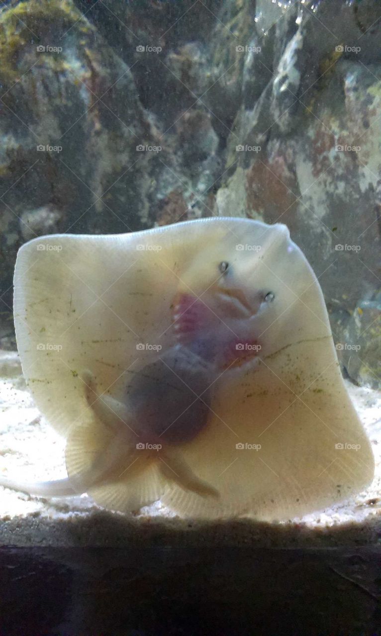 the underside of a baby stingray that resembles an alien