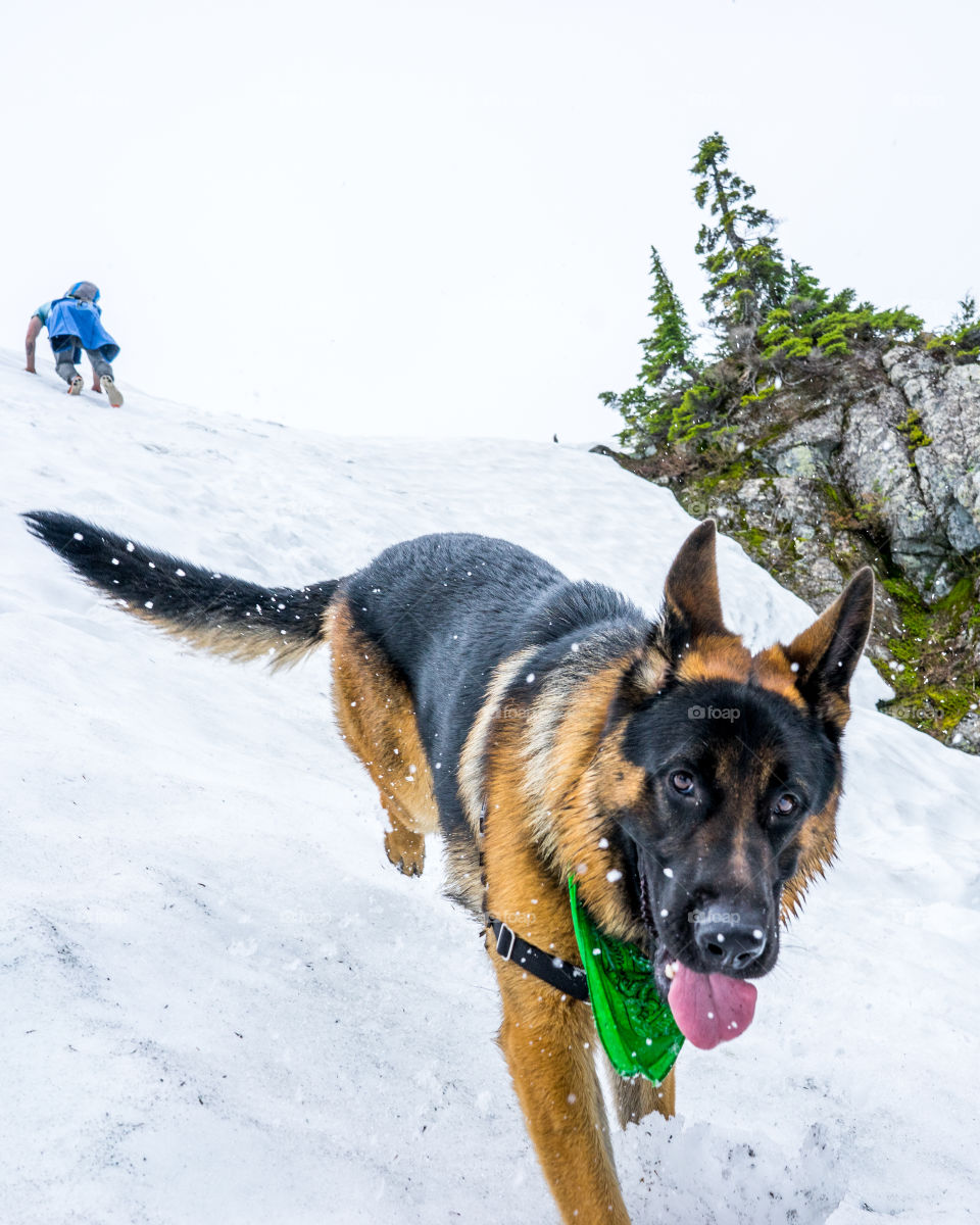 Mountain snow dog