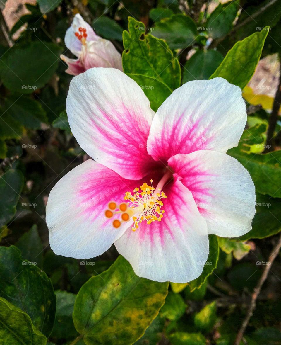 Beautiful Hibiscus flower 🌸