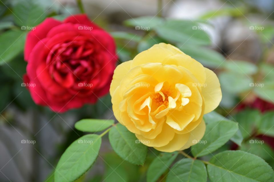 Blooming rose,focus on yellow