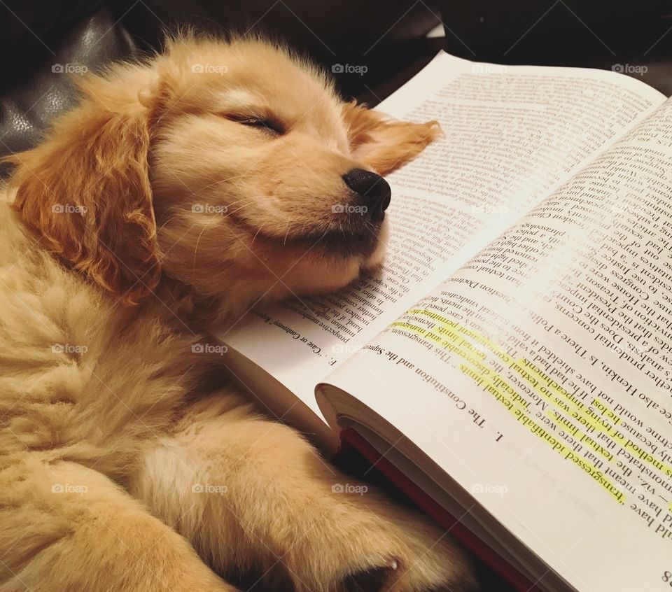 Lucy the Golden, taking a nap on her owner's law textbook.