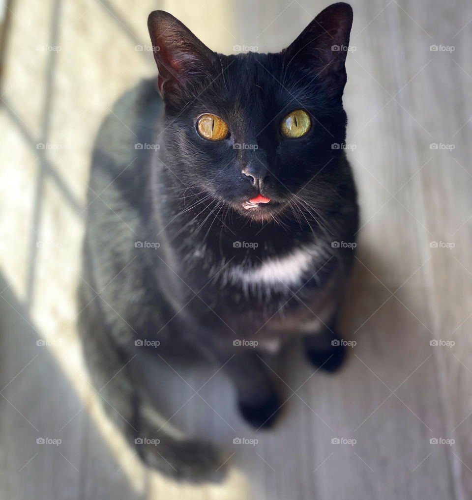 Silly Kitties; My Ms.Betsy staring up at me with her tongue sticking out and here beautiful heterochromia eyes. 