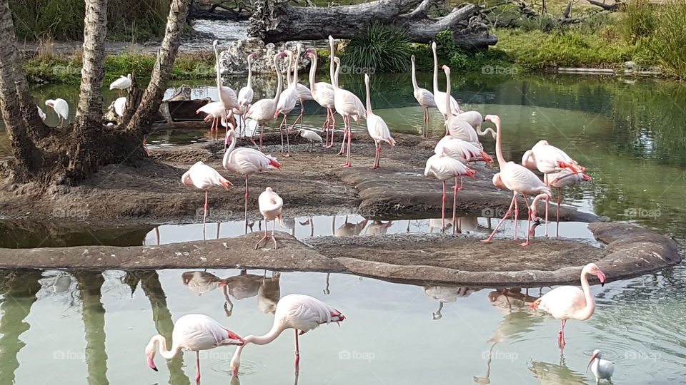 The flamingos relax in the water at Animal Kingdom at the Walt Disney World Resort in Orlando, Florida.