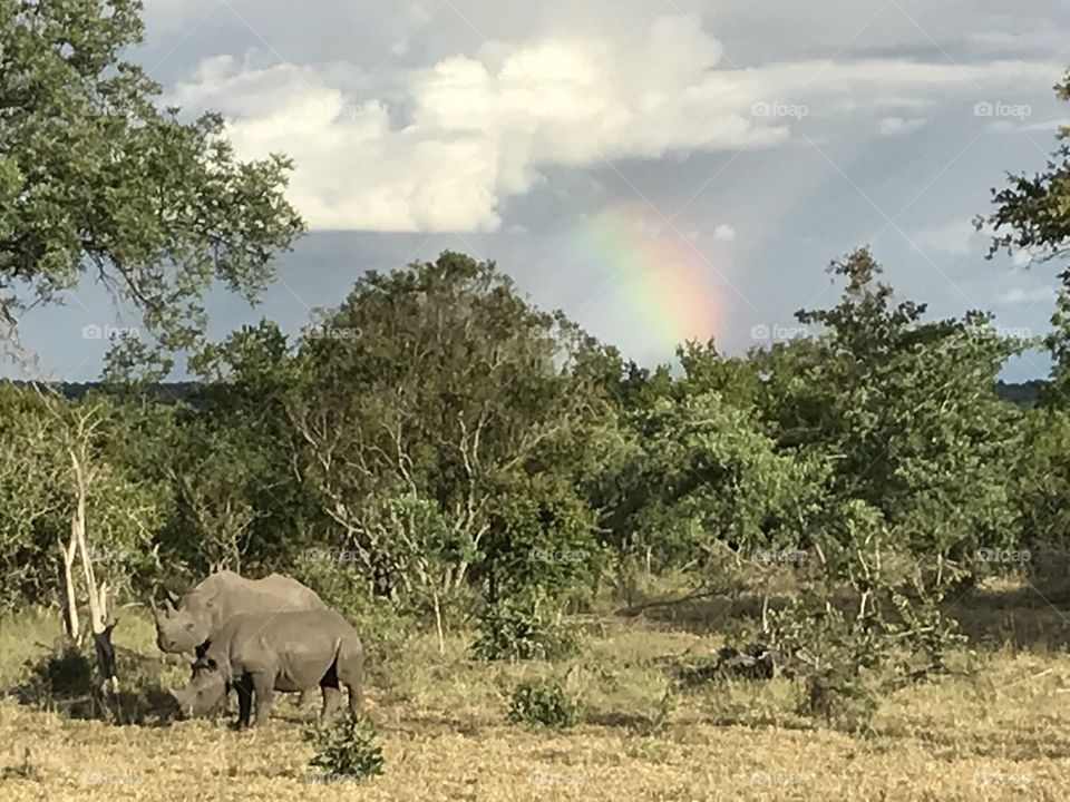 Rhino rainbow 