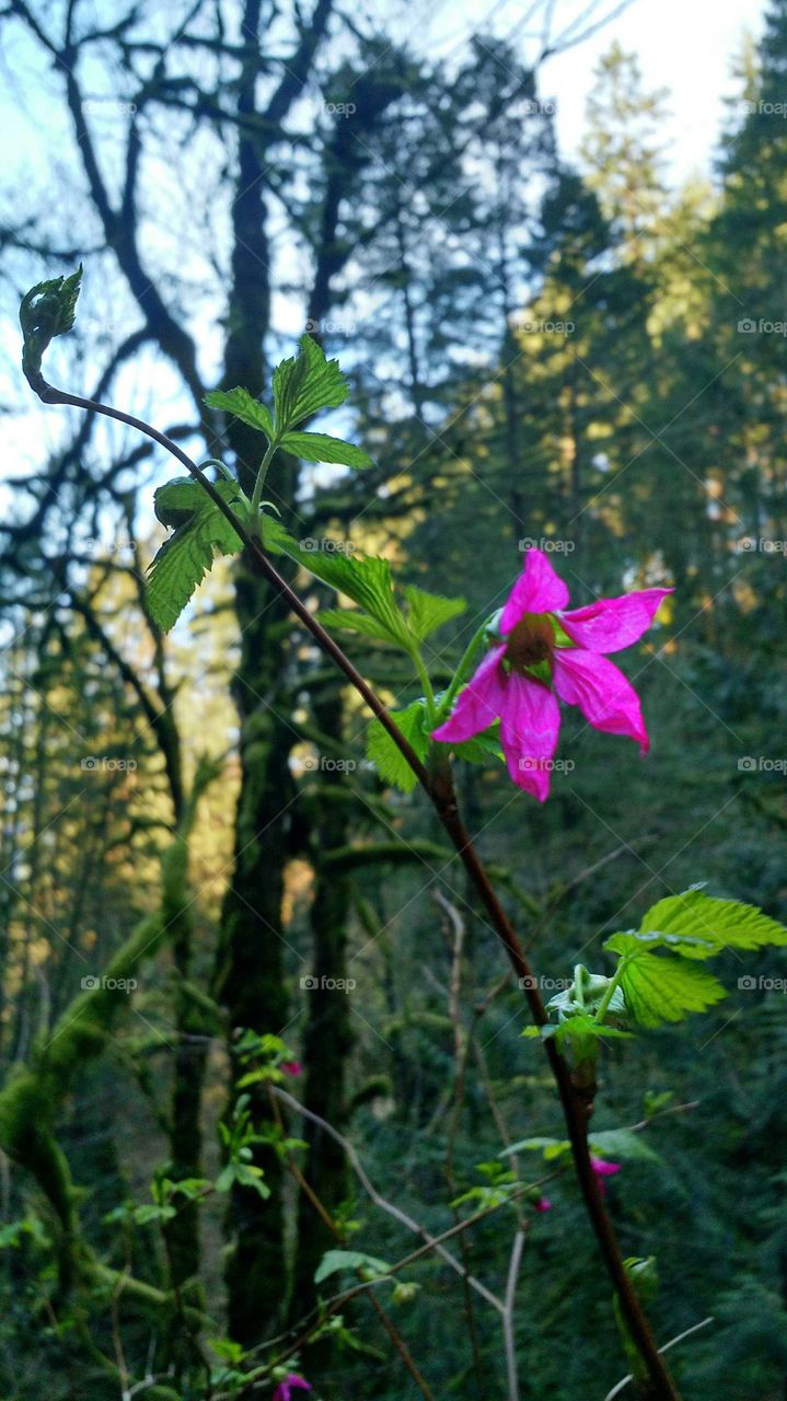 pink wildflower salmon berry