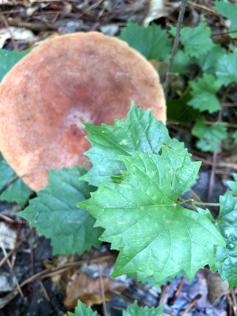 Overhead closeup of wild grape vine and round flat mushroom 