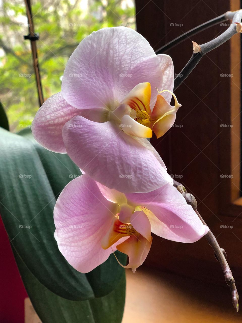 Pink orchids on the windowsill