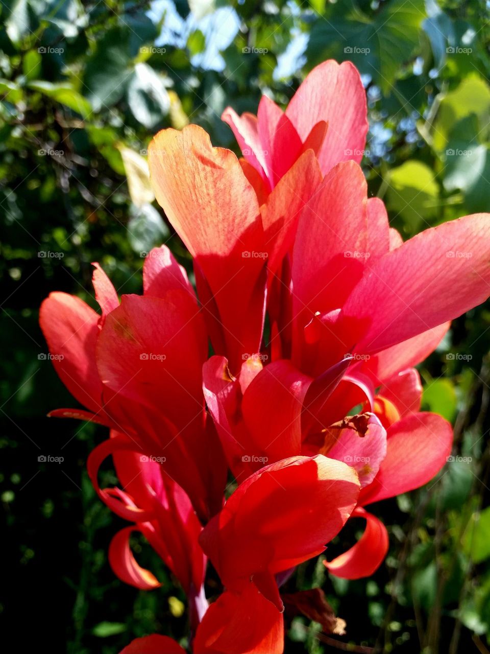 magenta flower