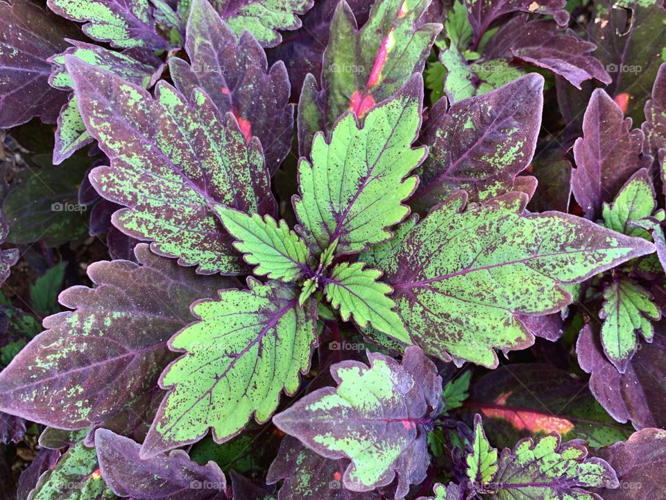 The leaves of coleus plant 